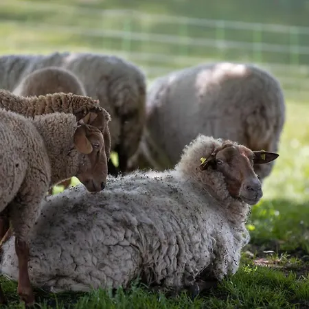 شقة Sonnenscheinhaus 2