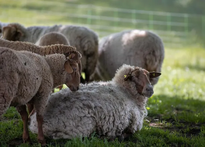 شقة Sonnenscheinhaus 2