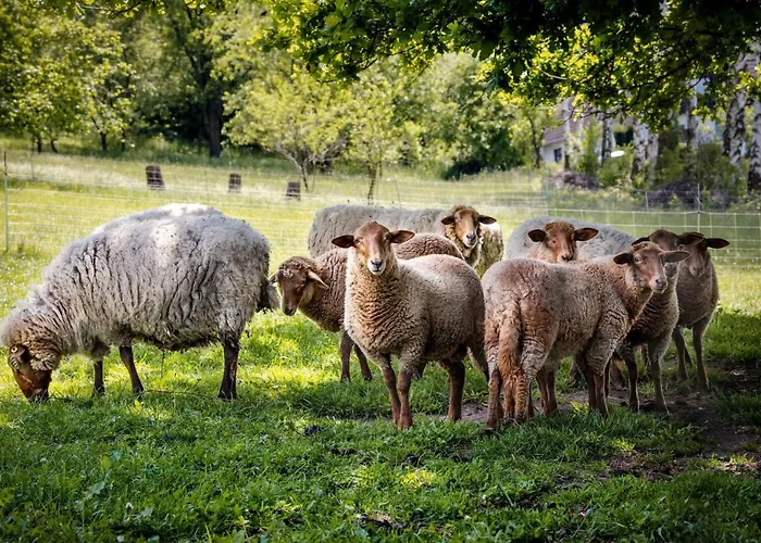 Sonnenscheinhaus 2 شقة
